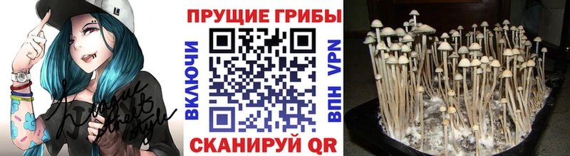 Галлюциногенные грибы Psilocybe  Зея 
